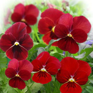 ԕc t ~ rI rr XJ[bg 2Zbg 3.5y͂zviola N ϊN A nA Ԓd A 񂹐A CObVK[f K[fjO Ԃ̕c BI p