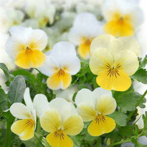 ԕc rI t[p[ N[CG[bv 3.5 2Zbgy͂zrI c  t N CObVK[f K[fjO 񂹐A A A Ԓd nbs[K