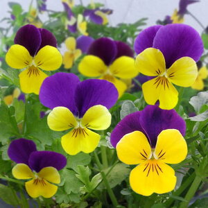 ԕc t ~ rI FP S[hp[vEBO 2Zbg 3.5y͂z Pansy ϊ N CObVK[f c 񂹐A K[fjO A Ԓd nbs[K[f  y2025