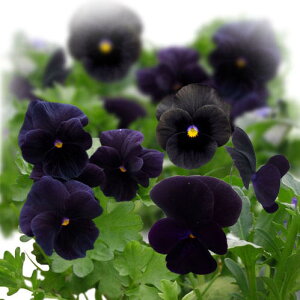 ԕc rI \x ubNfBCgCv 3.5 2Zbgy͂zviola ~ N CObVK[f  񂹐A A K[fjO A Ԓd @nbs[K[f ty