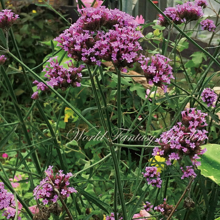 楽天市場 花苗 夏 バーベナ ボナリエンシス 1鉢 3 3 5号 お届け中 Verbena Bonariensis 三尺バーベナ 苗 花苗 宿根草 パープル 草丈高 イングリッシュガーデン 鉢植え 庭植え ガーデニング 花壇 花の苗物 青花 多年草 22spr ハッピーガーデン