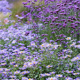 花苗 バーベナ ボナリエンシス 1鉢 3～3.5号【通年販売】 Verbena bonariensis 三尺バーベナ 宿根草 パープル 草丈高 イングリッシュガーデン 青花 多年草 ハッピーガーデン 2023AKI