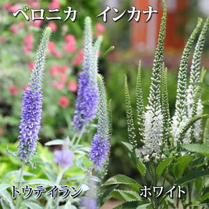 多年草 鉢植えの人気商品 通販 価格比較 価格 Com 多年草 鉢植えの人気商品 通販 価格比較 価格 Com