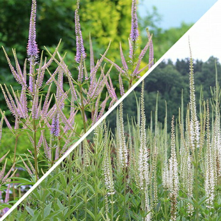 楽天市場 花苗 春 ベロニカ ストラム シビリカム2種より選択 1鉢 3 5号 お届け中 Veronicastrum Sibiricum ゴマノハグサ科 クガイソウ属の耐寒性 宿根草 秋苗 花苗 青花 白花 イングリッシュガーデン 苗 鉢植え 庭植え ガーデニング 花壇 21aki ハッピーガーデン