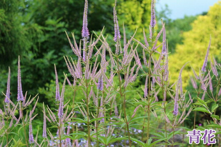 楽天市場 花苗 春 ベロニカ ストラム シビリカム2種より選択 1鉢 3 5号 お届け中 Veronicastrum Sibiricum ゴマノハグサ科 クガイソウ属の耐寒性 宿根草 秋苗 花苗 青花 白花 イングリッシュガーデン 苗 鉢植え 庭植え ガーデニング 花壇 21aki ハッピーガーデン