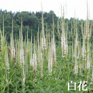 ԕc H N h  xjJ Xg VrJ 2I 3~3.5y10{`͂ Hcs\zVeronicastrum sibiricum S}mnOT NKC\Ȇϊh   C