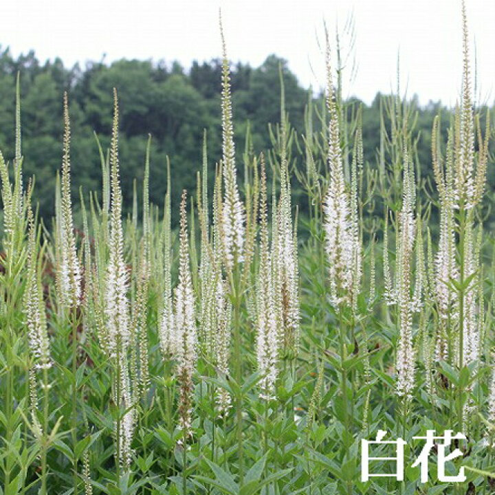 楽天市場 花苗 春 ベロニカ ストラム シビリカム2種より選択 1鉢 3 5号 お届け中 Veronicastrum Sibiricum ゴマノハグサ科 クガイソウ属の耐寒性 宿根草 秋苗 花苗 青花 白花 イングリッシュガーデン 苗 鉢植え 庭植え ガーデニング 花壇 21aki ハッピーガーデン