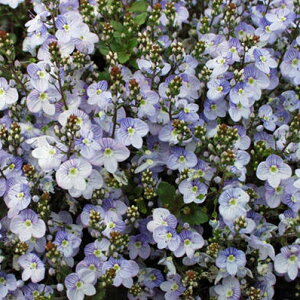 ԕc H N h  xjJ }_}VA 1 3~3.5y͂zVeronica petraea Madame Mercier    c ϊN 񂹐A A A OhJo[ Ԓd t nb