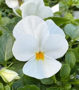 ԕc rI   3.5 2Zbgy͂zViola momoka Shiro ϊ 1N  A Ԓd A 񂹐A K[f K[fjO c nbs[K[f H ~ ty2025Vz2110v