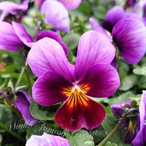 ԕc H ~ rI  ˂ 2Zbgy͂zrI c ԕc N viola CObVK[f 񂹐A K[fjO A A Ԓd nbs[K[fy2025Vz1230v