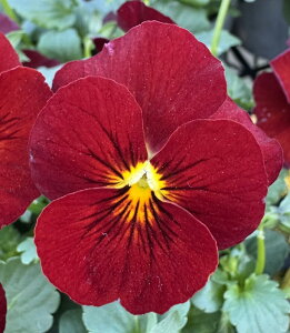 ԕc rI sGi bhsReB[ 2Zbg 3.5y͂zViola ԉ ϊ 1N  c A Ԓd A 񂹐A  nbs[K[f H ~ ty2025Vz2110v