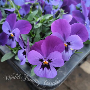 ԕc H ~ 悭炭X~ [Y 2Zbgy͂zpansy pW[ rI X~ c ԕc ~ N CObVK[f 񂹐A A A Ԓd K[fjO nA 