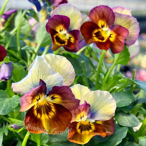 花苗 ビオラ コリーナテラコッタインプ 2鉢セット【お届け中】ビオラ 苗 花 秋 冬 一年草 viola イングリッシュガーデン 花 寄せ植え ガーデニング 鉢植え 庭植え 花壇 茶 黄春 ハッピーガーデ