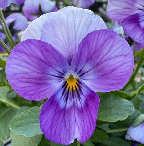 ԕc rI FP sNr[R 3.5 2Zbgy͂zViola Pink Beacon ϊ 1N   A Ԓd A 񂹐A K[f K[fjO H ~ ty2025Vz2018v