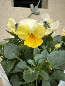 花苗 春 ビオラ ソルベ イエロービーコン 3.5号 2鉢 セット【お届け中】ビオラ 苗 一年草 イングリッシュガーデン 寄せ植え 冬 鉢植え 庭植え 花壇 ガーデニング ガーデン 秋 春【2025V】1230v