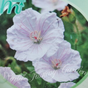ԕc H QjE TMlE rWCgsN 1 3.5O|bg ԏIł͂y͂zGeranium sanguineum Vision Light Pink h N QjE K[f K[fjO 