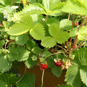ԕc H N h  ChXgx[ S[fALThA 1 3~3.5y10{`͂ Hcs\zFragaria vesca 'Golden Alexandria' ϊN J[[t ᒆ C