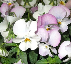 ԕc pW[ rI 悭炭X~ C` 2Zbgy͂z sÑOf[V  c 񂹐A K[fjO A ~ t  c CObVK[fy2025V