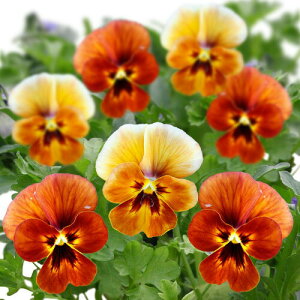 ԕc t rI 䂤₯ 3.5 2Zbgy͂zrI c N viola CObVK[f 񂹐A K[fjO A A Ԓd nbs[K[f H ~y2025Vz1230v