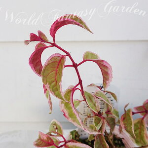 花壇 鉢植え 苗の人気商品 通販 価格比較 価格 Com 花壇 鉢植え 苗の人気商品 通販 価格比較 価格 Com