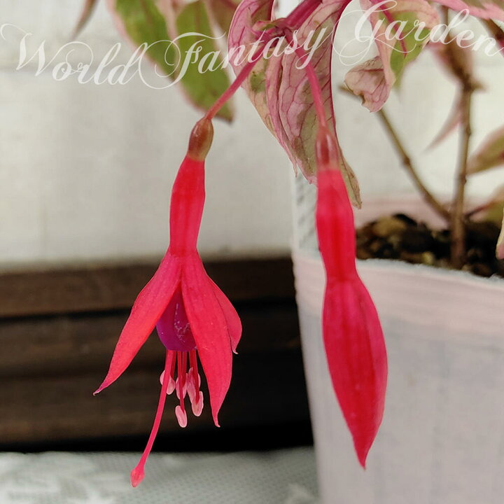 楽天市場 花苗 斑入り フクシア トリカラー 1鉢2 5号ロング お届け中 Fuchsia Tricolor フクシャ ホクシャ カラーリーフ 鉢植え ハンギング 紫花 花壇 庭植え プランター ガーデン ガーデニング ハッピーガーデン