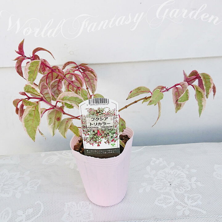 楽天市場 花苗 斑入り フクシア トリカラー 1鉢2 5号ロング お届け中 Fuchsia Tricolor フクシャ ホクシャ カラーリーフ 鉢植え ハンギング 紫花 花壇 庭植え プランター ガーデン ガーデニング ハッピーガーデン
