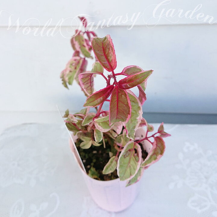 楽天市場 花苗 斑入り フクシア トリカラー 1鉢2 5号ロング お届け中 Fuchsia Tricolor フクシャ ホクシャ カラーリーフ 鉢植え ハンギング 紫花 花壇 庭植え プランター ガーデン ガーデニング ハッピーガーデン