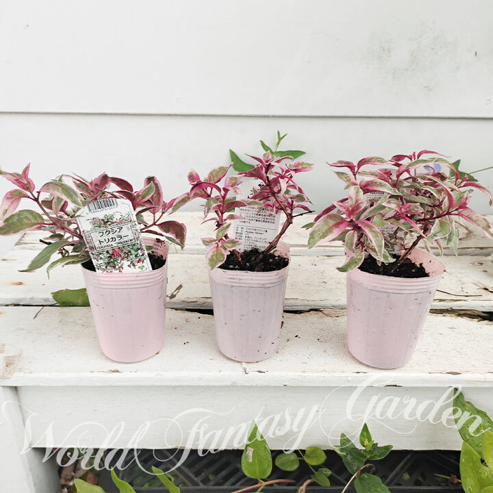 楽天市場 花苗 斑入り フクシア トリカラー 1鉢2 5号ロング お届け中 Fuchsia Tricolor フクシャ ホクシャ カラーリーフ 鉢植え ハンギング 紫花 花壇 庭植え プランター ガーデン ガーデニング ハッピーガーデン