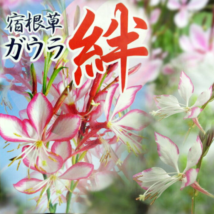 楽天市場 ガウラ絆 きずな 花苗 5鉢セット お取り寄せ 通年販売 Gaura Lindheimeri 宿根 耐寒性 耐暑性 ガーデン 花壇 ハッピーガーデン