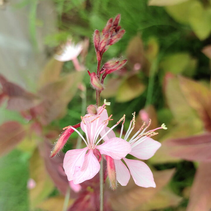 楽天市場 花苗 夏 ガウラ 絆 白にピンク淵のバイカラー きずな 1鉢 3 3 5号 苗 お取り寄せ Gaura Lindheimeri 覆輪 宿根草 耐寒性 耐暑性 多年草 ピコティ咲き 花壇 草花 夏苗 ハッピーガーデン
