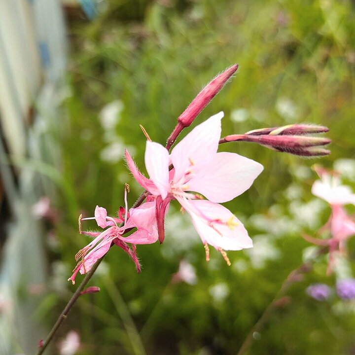 楽天市場 花苗 夏 ガウラ 絆 白にピンク淵のバイカラー きずな 1鉢 3 3 5号 苗 お取り寄せ 通年販売 Gaura Lindheimeri 覆輪 宿根草 耐寒性 耐暑性 多年草 ピコティ咲き 花壇 草花 夏苗 ハッピーガーデン