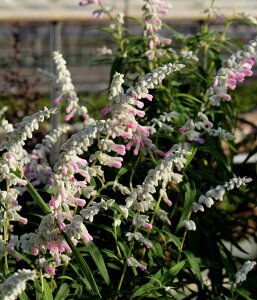 ԕc H TrA AWXgZ[W F 1 3.5y͂zSaliva leucantha fairy pink EJT sNAWXg c ԕc ϊ N c A Ԓd v^[ 񂹐A 1608