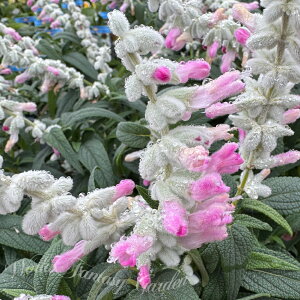 ԕc H TrA AWXgZ[W EJT sN F 1 3.5y͂zSaliva leucantha fairy pink c ԕc ϊ N c A Ԓd v^[ 񂹐A 2025Aki