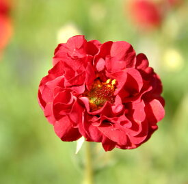 花苗 ゲウム ブレイジングサンセット1鉢 3～3.5号【お届け中】Geum Blazing Sunset 花苗 春 宿根草 赤花 八重咲き イングリッシュガーデン 苗 鉢植え 庭植え ガーデニング ハッピーガーデン 2023AKI