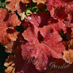 ԕc N q[P I 1 3.5y͂zHeuchera Rio h ϊ  VF[hK[f Ԓd A nA J[[t wEP c{TS َX t  nbs[K[f