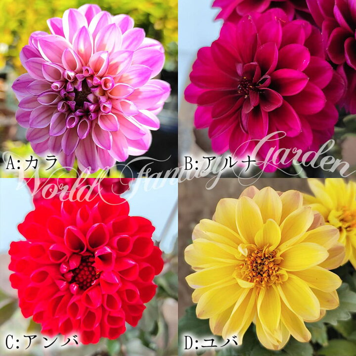 楽天市場 花苗 レディダリア 4種から選べる 1鉢3 3 5号 お届け中 Lady Dahlia テンジクボタン 天竺牡丹 キク 菊 多年草 球根植物 ガーデン ガーデニング コンテナ 花壇 夏苗 ハッピーガーデン