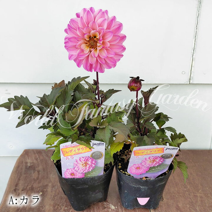 楽天市場 花苗 レディダリア 4種から選べる 1鉢3 3 5号 お届け中 Lady Dahlia テンジクボタン 天竺牡丹 キク 菊 多年草 球根植物 ガーデン ガーデニング コンテナ 花壇 夏苗 ハッピーガーデン