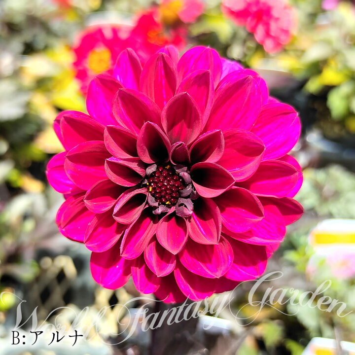 Sale 99 Off 草花の苗 ダリア 花