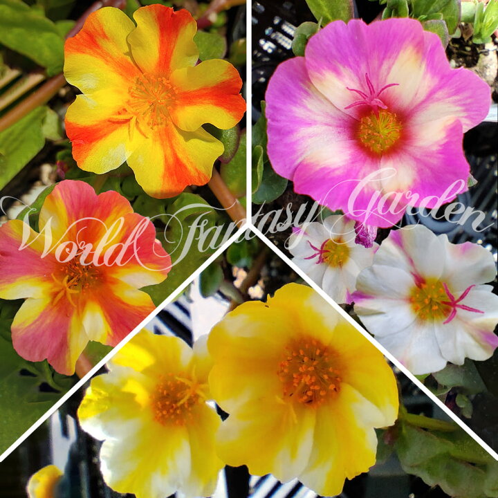 楽天市場 花苗 夏チュラカ ポーチュラカ 3種から選べる 1鉢3 3 5号 お届け中 Portulaca 草花 夏 ポーチラカ 夏の花 苗 耐暑性 1年草 赤花 花壇 鉢植え 庭植え ガーデニング 花 グランドカバー ハッピーガーデン 楽天市場 花苗 夏チュラカ ポーチュラカ 3種から選べる 1鉢3 3 5号 お届け中 Portulaca 草花 夏 ポーチラカ 夏の花 苗 耐暑性 1年草 赤花 花壇 鉢植え 庭植え ガーデニング 花 グランドカバー ハッピーガーデン