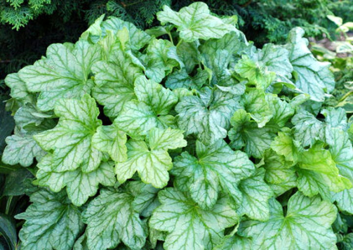 楽天市場 ヒューケラ ミントジュレップ 1鉢 花苗 Heuchera Mint Julep カラーリーフ シェイドガーデン シェードガーデン 日陰 ハッピーガーデン 楽天市場 ヒューケラ ミントジュレップ 1鉢 花苗 Heuchera Mint Julep カラーリーフ シェイドガーデン シェードガーデン 日陰 ハッピーガーデン