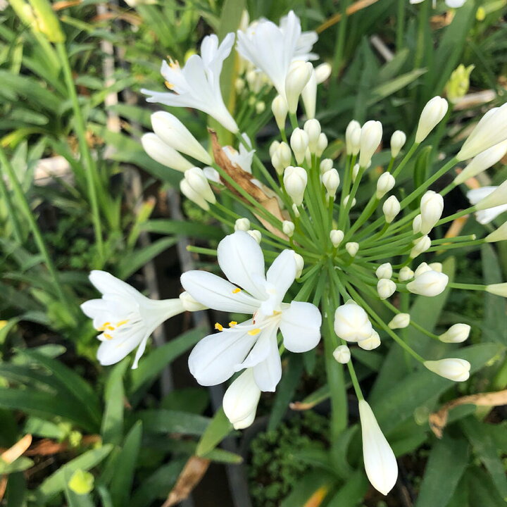 楽天市場 花苗 姫アガパンサス アガパンサス 白花 細葉矮性 3 5号 小型種 お届け中 Agapanthus 多年草 丈夫 育てやすい シェイドガーデン シェードガーデン 日陰 ハッピーガーデン