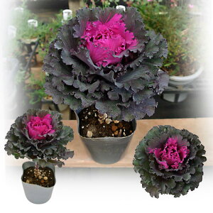 tO CfB[V[Y 1 3`3.5 Iׂ2 y͂z t@[XgfB[ sNCfB t{^ n{^ 񂹐A ReiA  A nMO[X Rei 