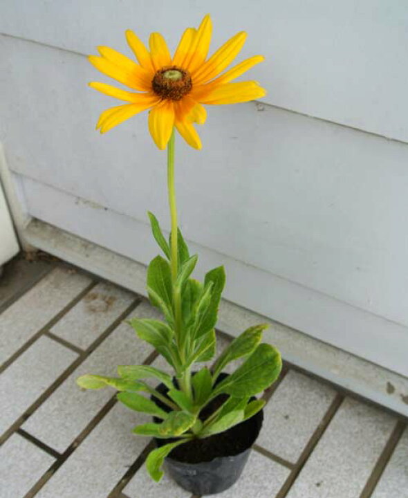 楽天市場 ルドベキア プレーリーサン 1鉢 3 5号 Rudbeckia Hirta イングリッシュガーデンに使える1年草 ハッピーガーデン 楽天市場 ルドベキア プレーリーサン 1鉢 3 5号 Rudbeckia Hirta イングリッシュガーデンに使える1年草 ハッピーガーデン