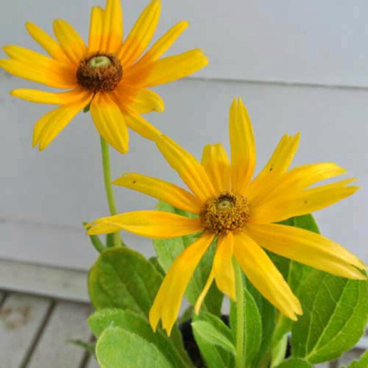 楽天市場 ルドベキア プレーリーサン 1鉢 3 5号 Rudbeckia Hirta イングリッシュガーデンに使える1年草 ハッピーガーデン 楽天市場 ルドベキア プレーリーサン 1鉢 3 5号 Rudbeckia Hirta イングリッシュガーデンに使える1年草 ハッピーガーデン