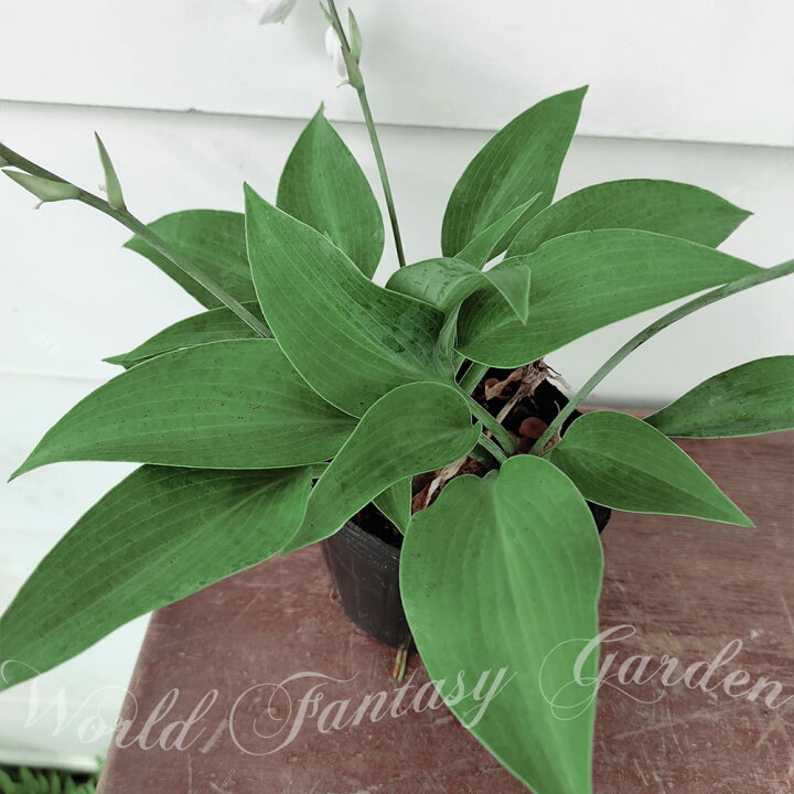 楽天市場 花苗 ホスタ ハルシオン 1鉢 3 5 4号 お届け中 Hosta Halcyon ハルション 鉢植え 庭植え カラーリーフ シェイドガーデン シェードガーデン 日陰 ハッピーガーデン