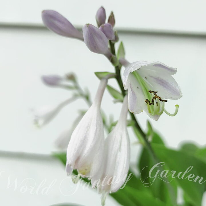 楽天市場 花苗 ホスタ ハルシオン 1鉢 3 5 4号 お届け中 Hosta Halcyon ハルション 鉢植え 庭植え カラーリーフ シェイドガーデン シェードガーデン 日陰 ハッピーガーデン