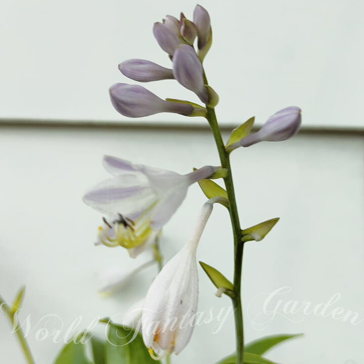 楽天市場 花苗 ホスタ ハルシオン 1鉢 3 5 4号 お届け中 Hosta Halcyon ハルション 鉢植え 庭植え カラーリーフ シェイドガーデン シェードガーデン 日陰 ハッピーガーデン