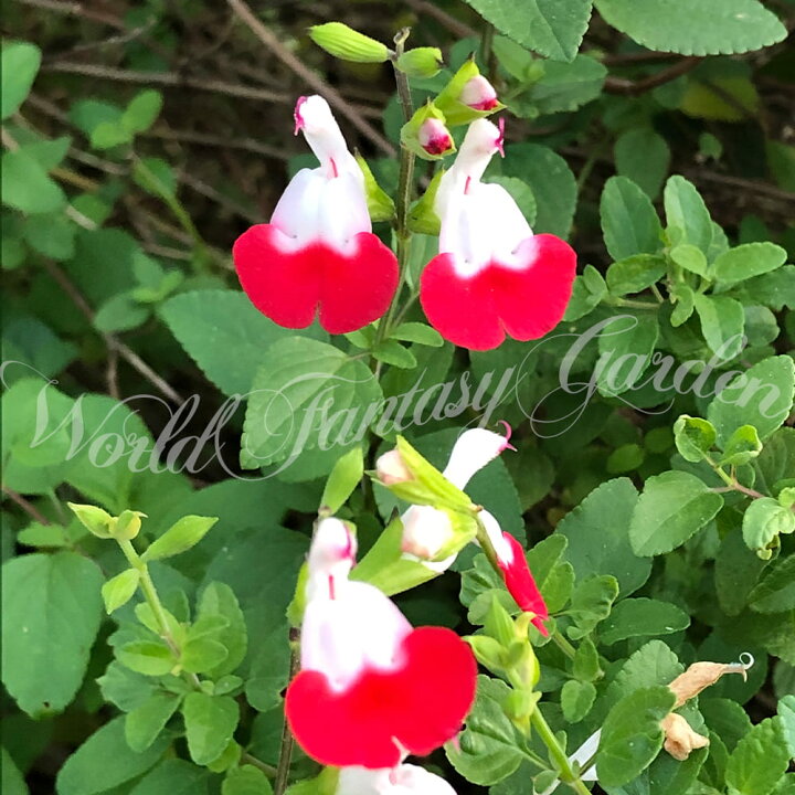 楽天市場】花苗 夏 サルビア ホットリップ 1鉢3〜3.5号【通年販売 取置】 宿根草 苗 ガーデニング イングリッシュガーデン 季節の花苗 苗物 サルビアホットリップス チェリーセイジ 赤花 白花 草花 夏苗 春苗 秋冬苗 : ハッピーガーデン 楽天市場】花苗 夏 サルビア ホットリップ 1鉢3〜3.5号【通年販売 取置】 宿根草 苗 ガーデニング イングリッシュガーデン 季節の花苗 苗物 サルビアホットリップス チェリーセイジ 赤花 白花 草花 夏苗 春苗 秋冬苗 : ハッピーガーデン