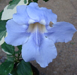 Ẳ ԕc xK nYJY t 3 Thunbergia arandiflora gsJ O[J[e  ΂̃J[e G߂̉ԕc  c c c̏h Ԓd A ߓd 悵 鐫A