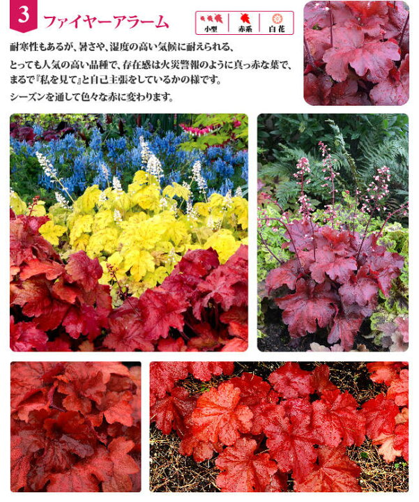 楽天市場 花苗 ヒューケラ ファイヤーアラーム 3号 中型葉 レッド系 お届け中 Heuchera Fire Alarm 常緑多年草 花苗 シェイドガーデン カラーリーフ 日陰 ハッピーガーデン